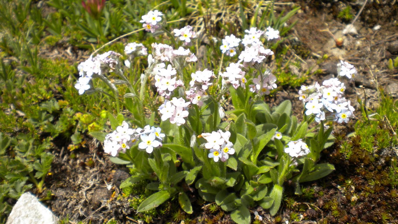 Val d''Aosta 08  - Myosotis alpestris